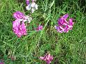 k-IMG_0244