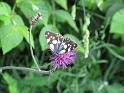 k-IMG_0246