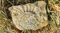 IMG-20250302-WA001